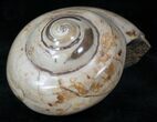 Giant Fossil Snail (Pleurotomaria) - Madagascar #13181-2